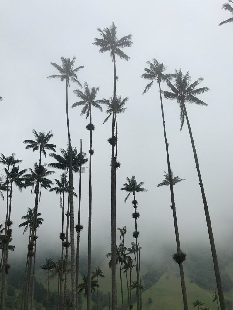 La Vallée de Cocora et ses palmiers de cire